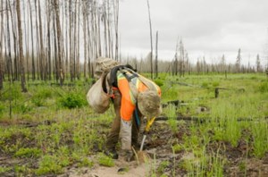 More than 80,000 trees planted at Narrow Hills Provincial Park