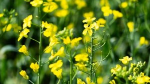 Sask. Crop Report: crops catching up on development