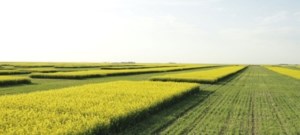 MOU signed to collaborate on Indian Head, Scott Research Farms