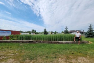 Yorkton crop plots showcase agricultural history and innovation