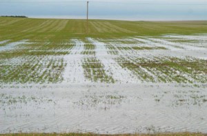 Drought designation lifted from agricultural Prairies