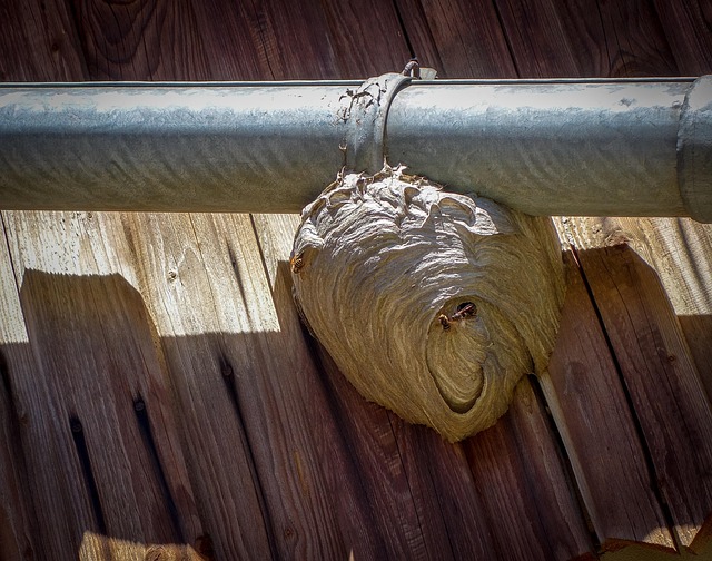 How to Deal With Wasps.