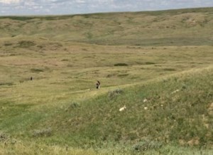 New prairie pastures management network takes root in Saskatchewan