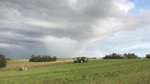 Crop Report: Progress made with haying operations, crops closer to normal stages