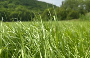 Grow Your Own Future: Sweetgrass has cultural significance