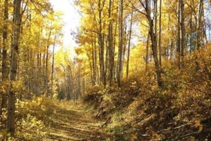 Bjorkdale to host Saskatchewan's largest plein air paint event