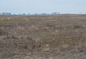 ‘Good, solid crop’ on the way, says analyst