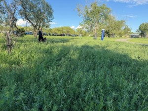 Reduced upkeep at Regina off-leash parks raises concerns among owners