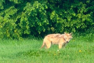Coyote sightings prompt reminder for Yorkton residents