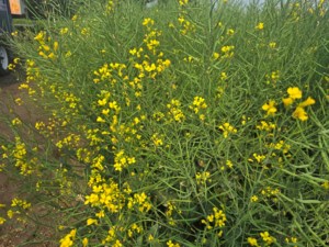 SaskAgToday Roundtable: Preparing for harvest, canola prices slide
