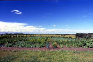 Grow Your Own Future: August in the garden