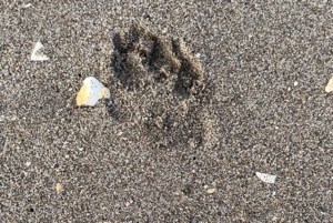Update: Necropsy links euthanized bear to two McTavish Lake deaths
