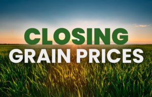 Closing grain prices Monday, August 17