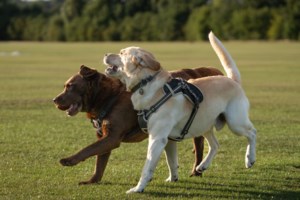 Paws and Progress 50/50 raffle supports Weyburn Humane Society