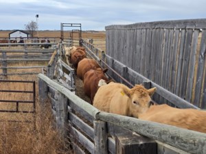 U.S. beef plant closures unlikely to slow strong fall calf prices for Canadian producers