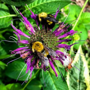 Sask. Beekeepers stung by Canada-U.S. trade talks, tariffs