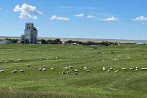 Mankota to host 14th annual Hilltop sheep dog trial