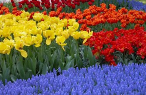 Grow Your Own Future: Planning for spring