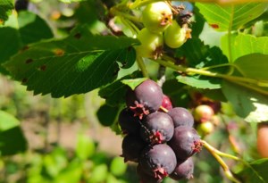 Project works to breed a better saskatoon berry