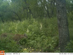 Ministry says conservation officers aware of cougars in the southeast