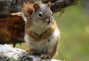 Nature is Awesome: Glad to meet you, but be cool