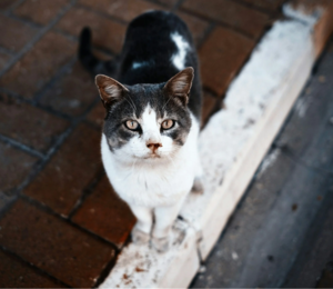 Regina’s stray cat population grows as rescue group struggles to keep up