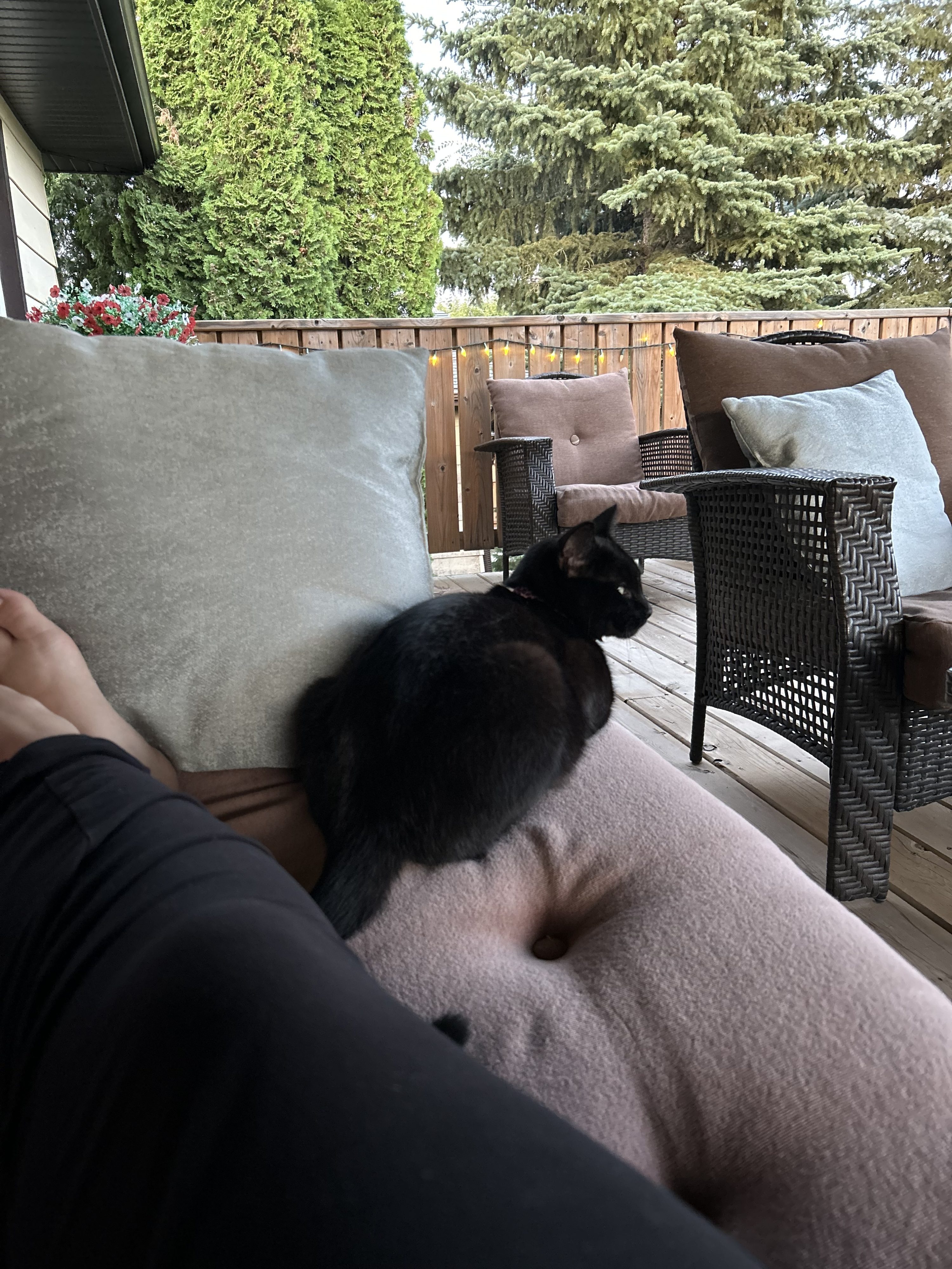 From “Aww, a Cat!” to “Oh No… Kittens!”