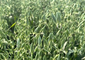 Oat price upheaval unlikely, despite tightening supply in 2026-27