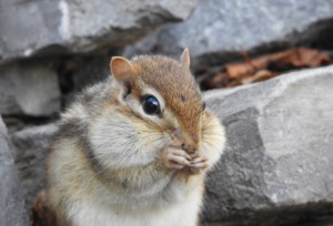 Nature is Awesome: Let me entertain you