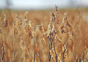 Research aims to boost soybean protein