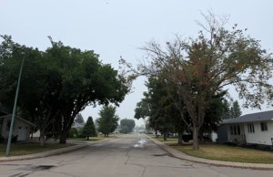 Town of Unity issues Dutch elm disease alert