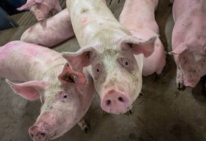 Manitoba Pork welcomes provincial support on tariffs