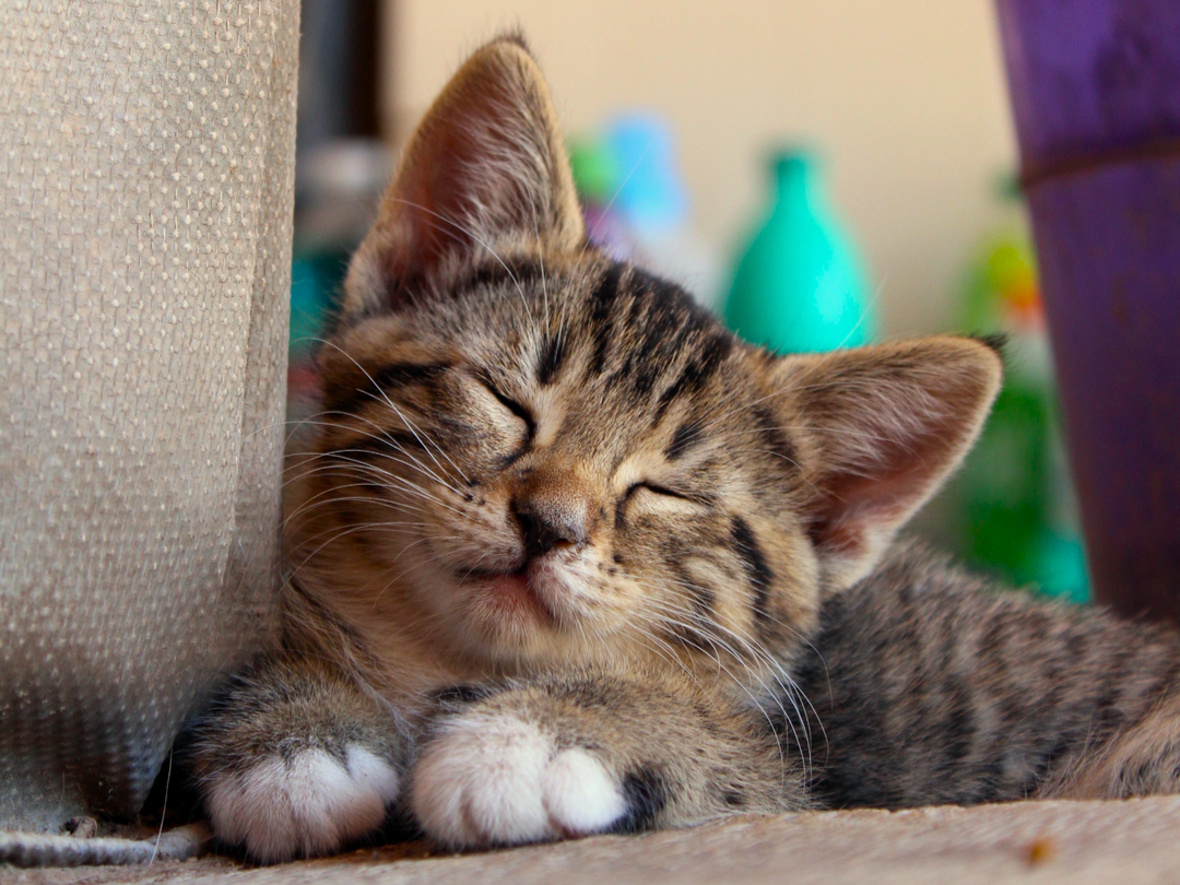 To Nap or Not To Nap?