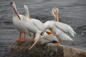 Nature is Awesome: Pelican problems