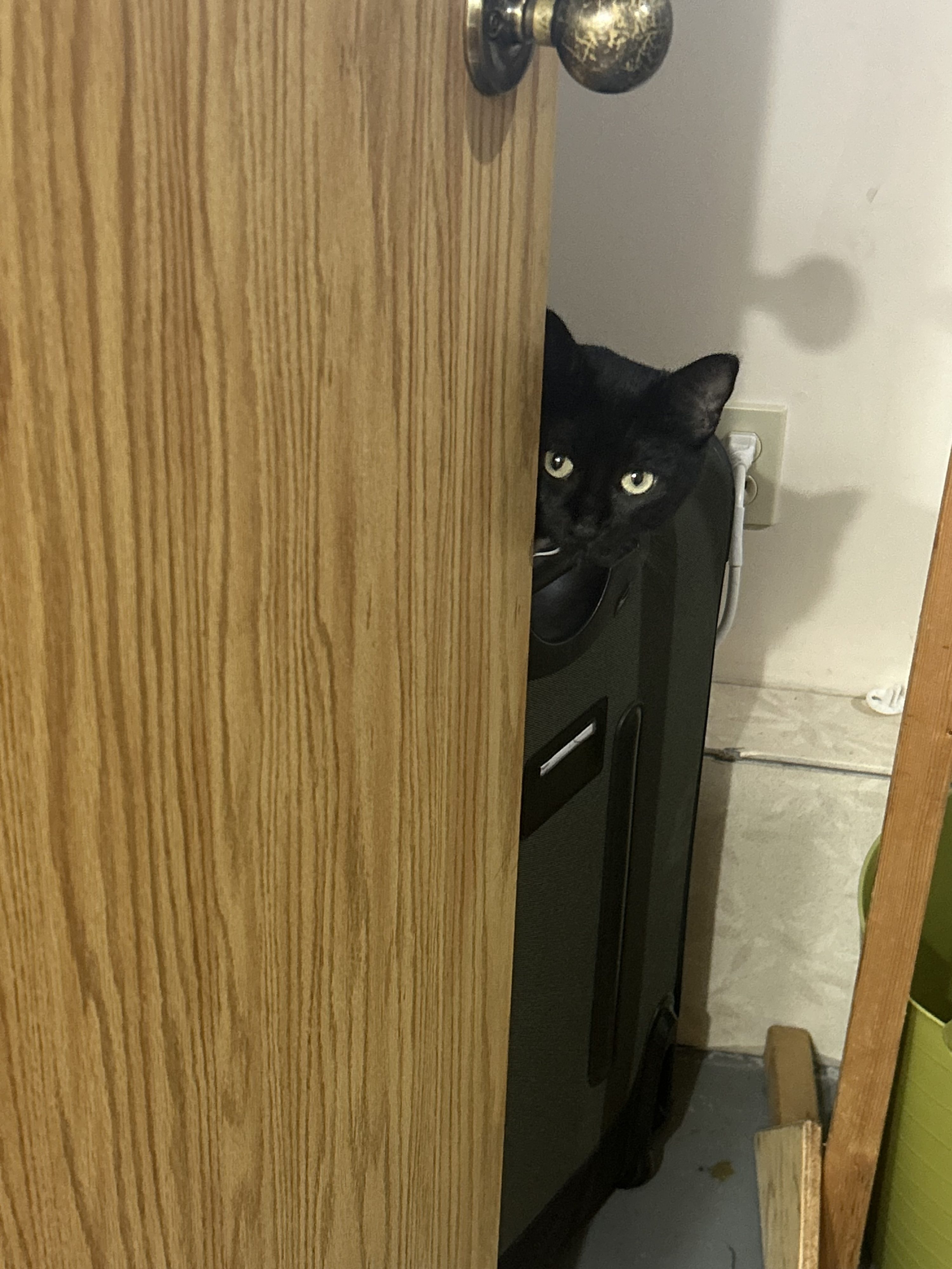 An Update on the Cat and Kittens