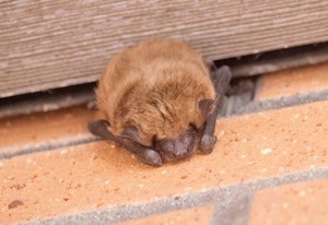 Preventing that ‘bats in the belfry’ situation