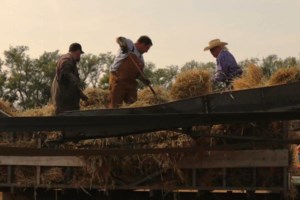 Sukanen Ship Museum to end season with annual Threshing Bee