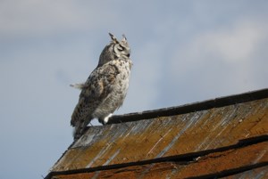 Nature is Awesome: Shabby chic owl-style