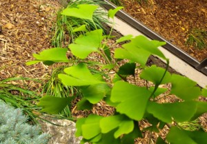 Garden Chat: Ginkgo — a living fossil