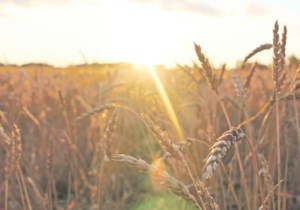 Wheat, barley research groups join forces to reshape breeding system