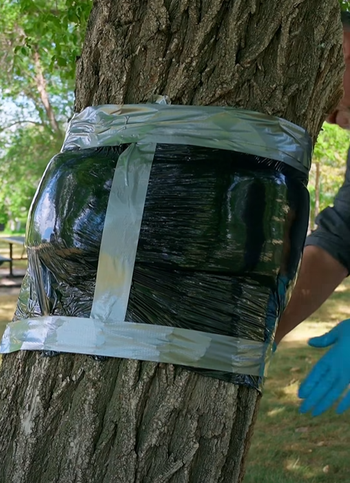 Tree Banding Season Has Arrived
