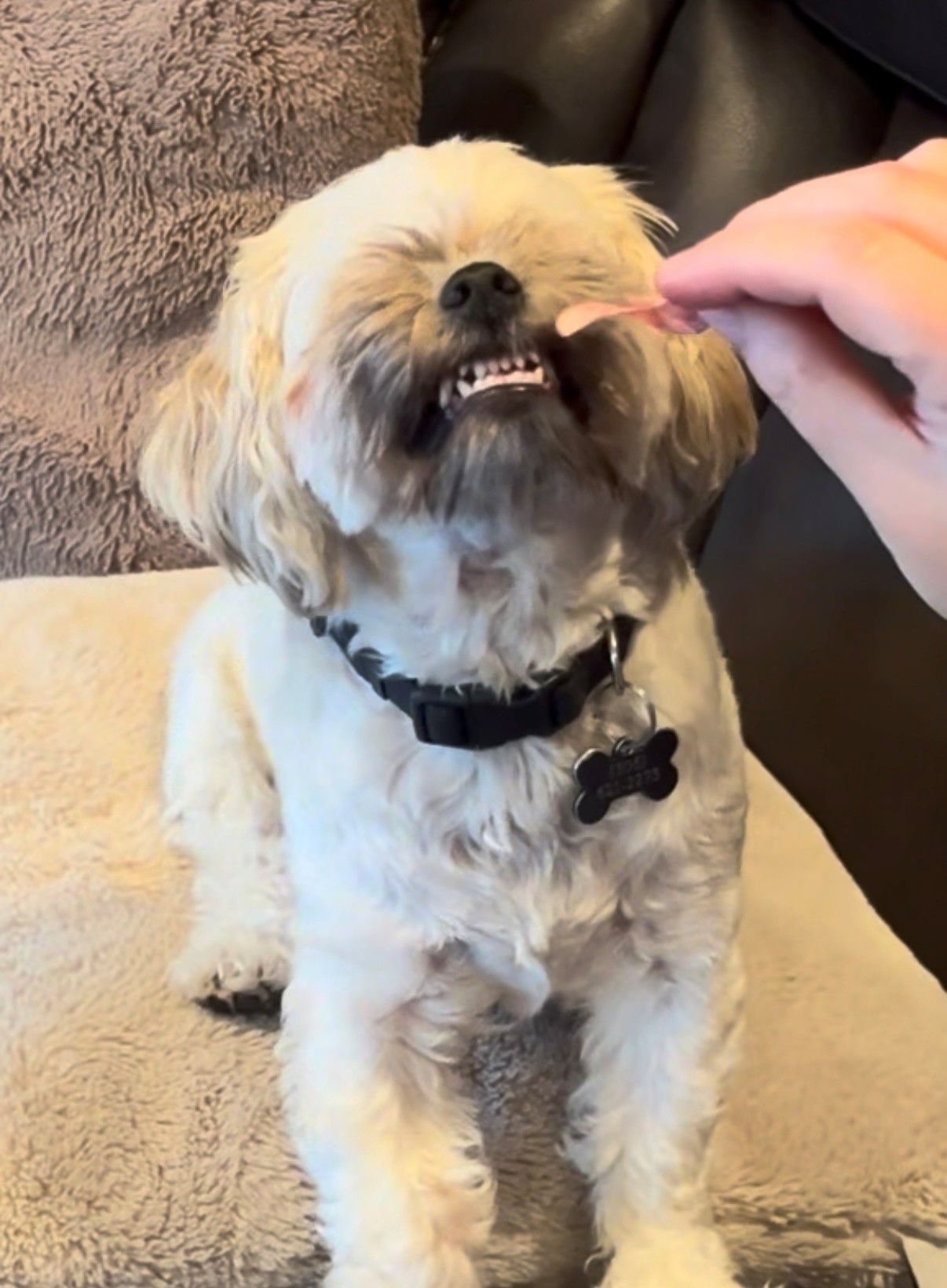 Ketchup Chips And A Very Happy Dog