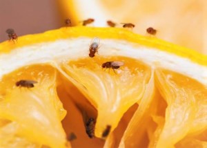 Grow Your Own Future: ‘Tis the season for fruit flies
