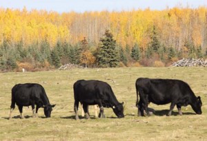 Fall and winter weather outlook for the Canadian Prairies