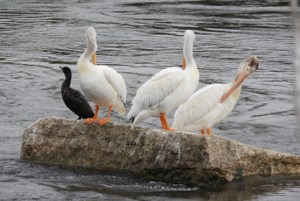 Nature is Awesome: Someone missed the dress code