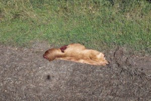 Elk shot and left on private farm land in northwest Sask