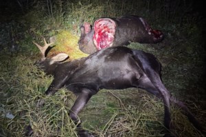 Report of truck in a field leads to discovery of two dead moose