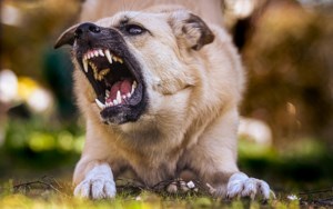 Kindersley council voices concern about dog attacks