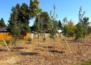 Tree-planting improves Wildwood community project