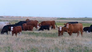Producer feedback wanted at SCA District Meetings